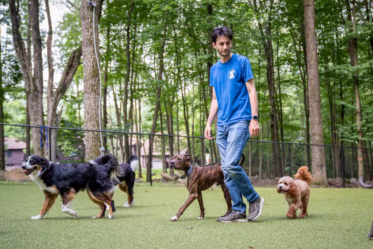 Club dogs moving together across the turf yard beside a trainer