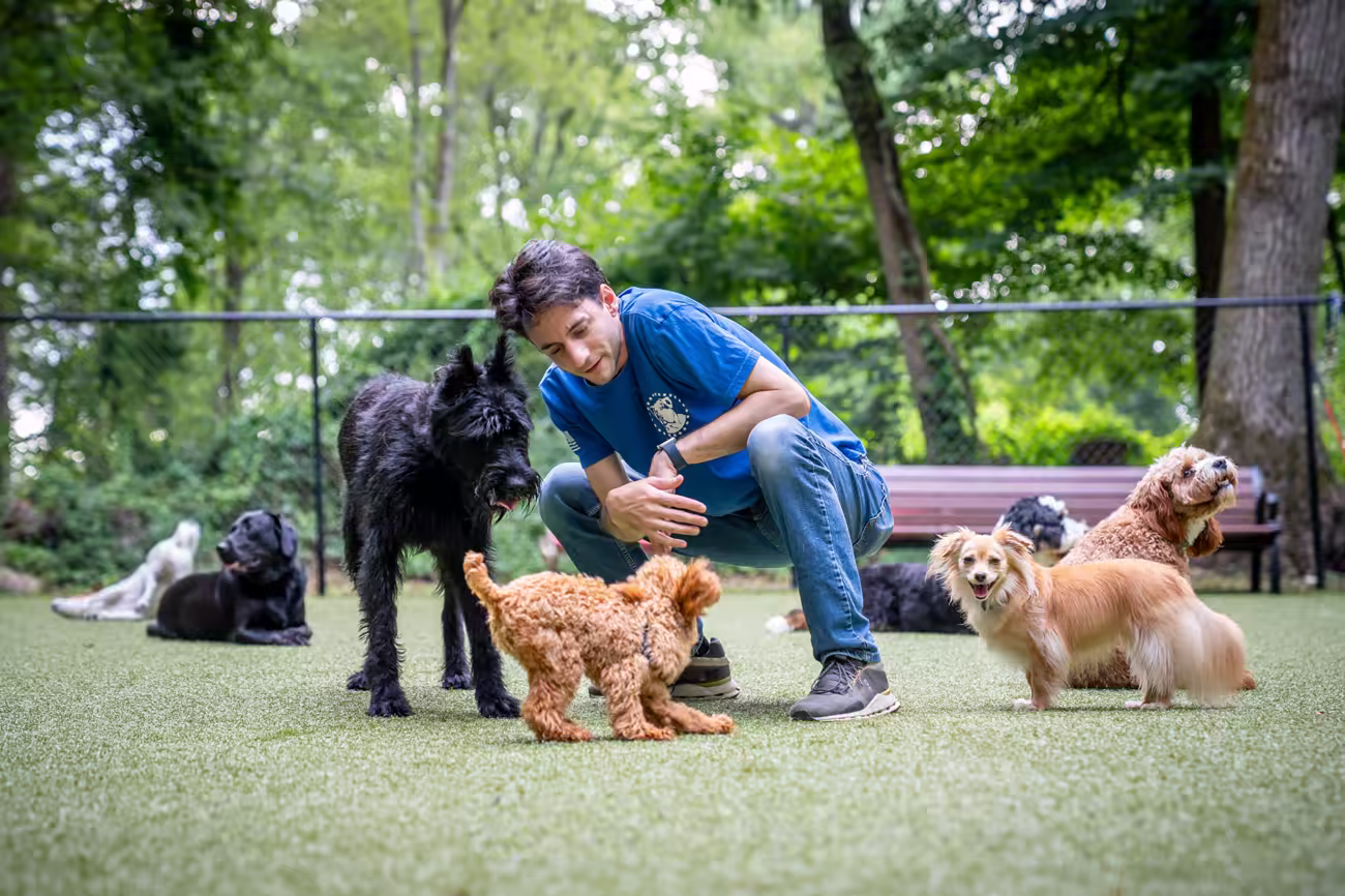 A trainer greeting a club dog on the turf, the rest of the pack settled nearby