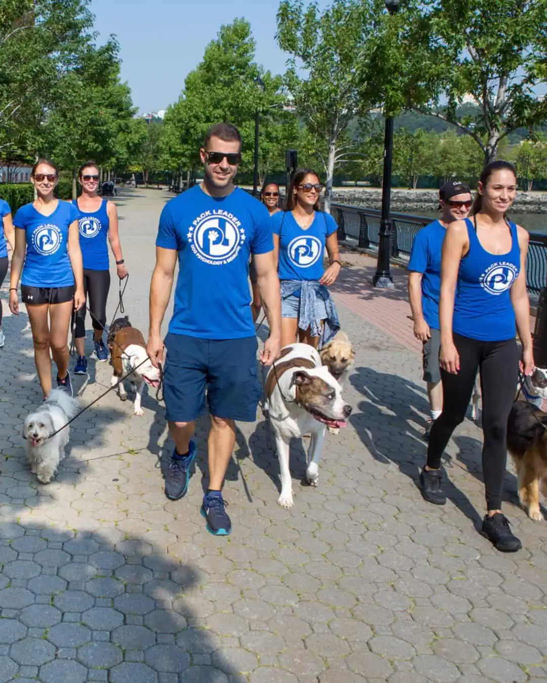 A structured group walk, the pack moving together