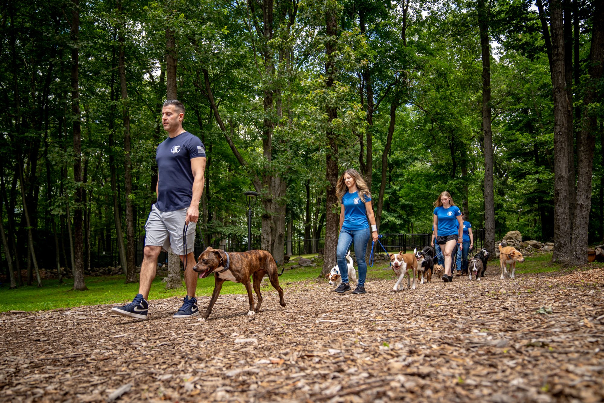 Steve Del Savio leading the Pack Leader Dogs team and a calm pack of dogs along a wooded trail on the estate.