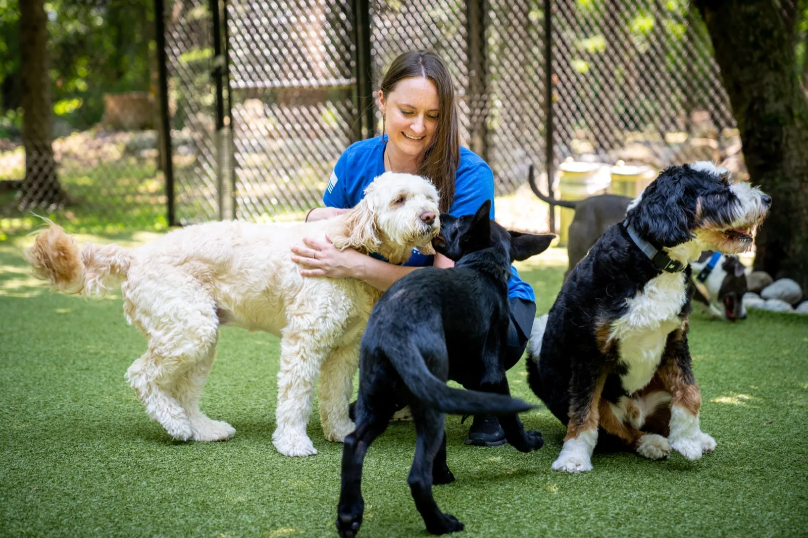 A trainer kneeling on the turf, a goldendoodle leaning into her, a black Labrador puppy and a bernedoodle close by.