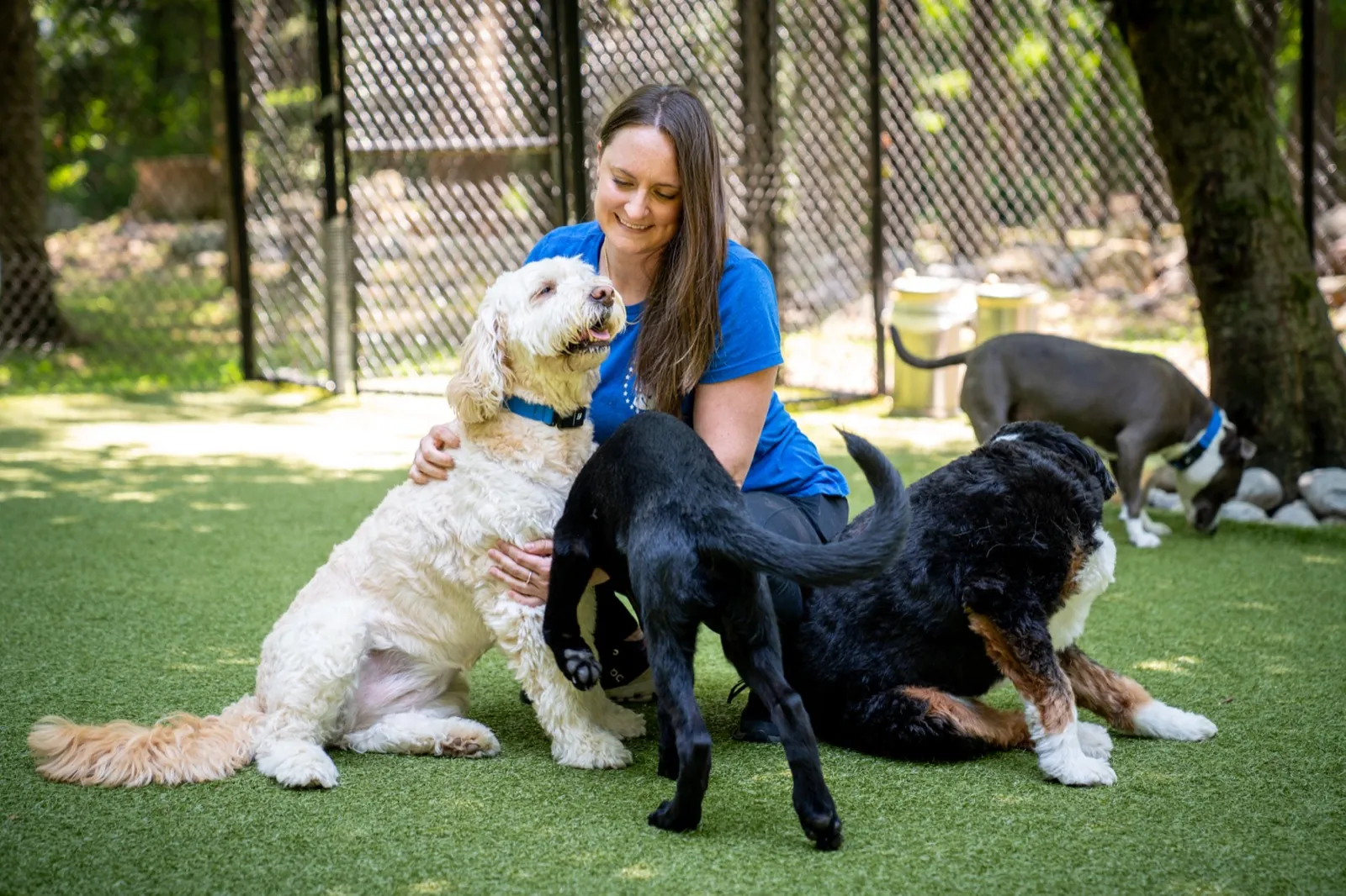 A trainer on the turf yard with a goldendoodle in her arms, a black Labrador puppy and a bernedoodle beside her.