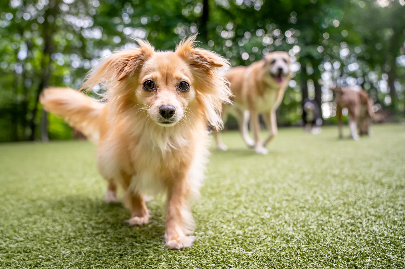 A small, long-haired dog trotting toward the camera on the turf, other dogs behind.