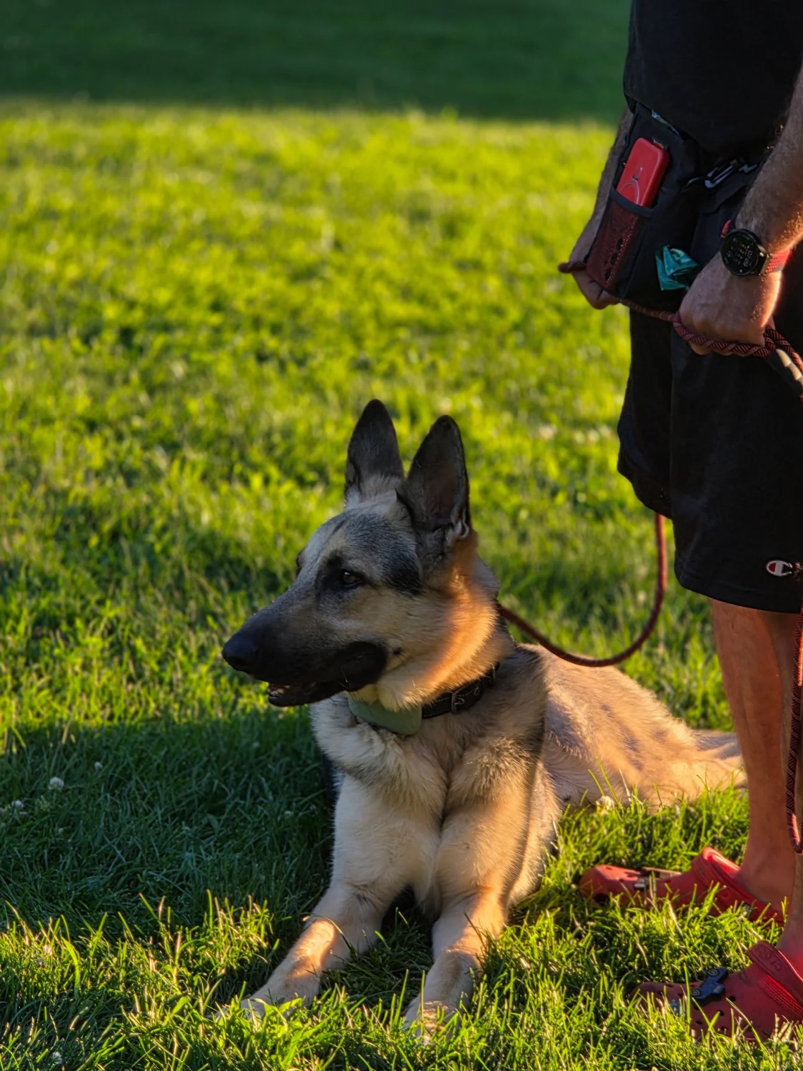 Atlas, a German Shepherd, lying calmly in the grass at golden hour beside his owner holding a loose leash.