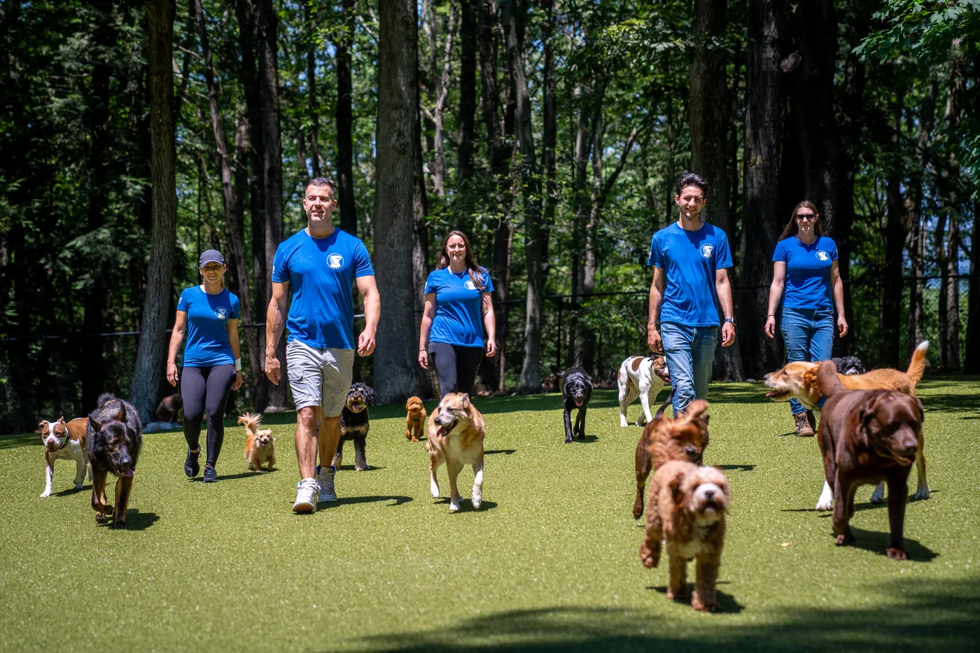 Steve Del Savio and the Pack Leader Dogs team walking a large, calm pack across the turf yard in the woods.