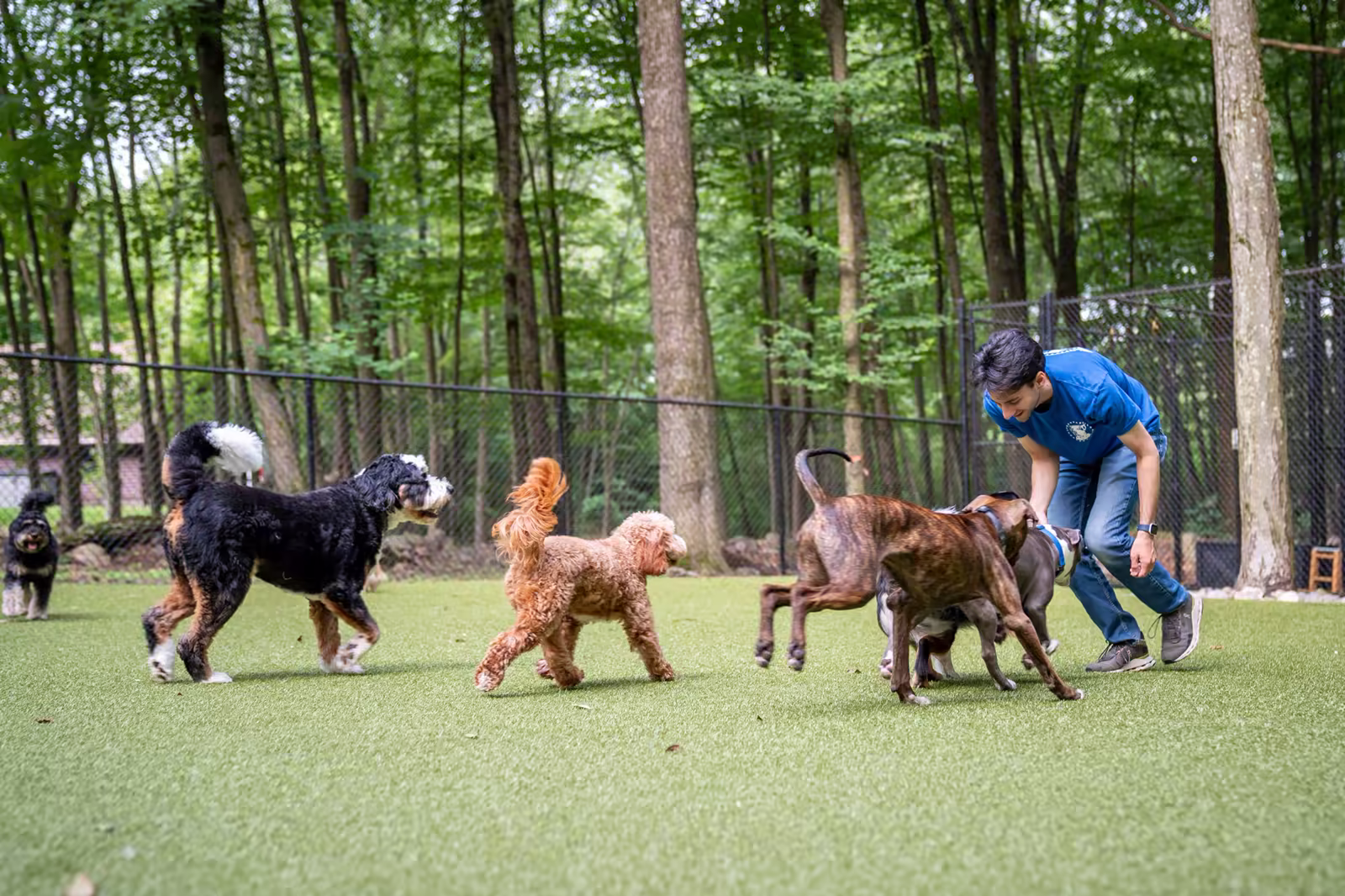 The fenced turf yard set into the woods where the pack spends its afternoons